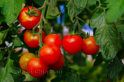 Tomatoes