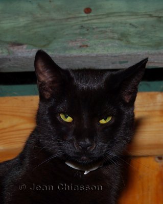 Minou