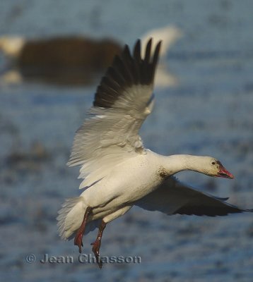 Oies Geese  in Flight