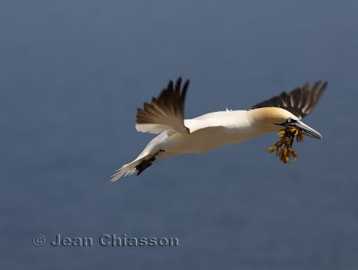 Fou de Bassan - Northern Gannet