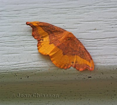  Papillon Baie Trinit