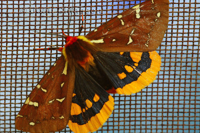  Papillon Baie Trinit