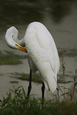 Grande Aigrette  (Great Egret )