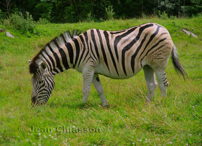 Zbre Equus Burchellii  (  Parc Safari Hemmingford )