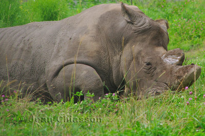 Rhinocros Blanc Parc Safari Hemmingford