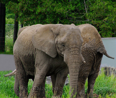 lphant D'afrique ( Parc Safari Hemmingford