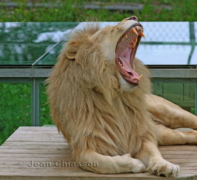 Lion Blanc Panthera Leo ( Parc Safari Hemmingford