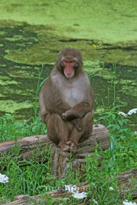 Macaque Japonais  Macaca Fuscata