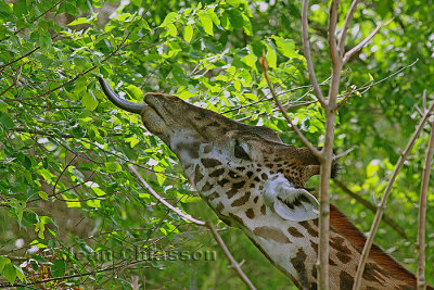 Girafe ( Parc Safari Hemmingford