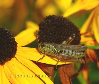 ( Grasshopper ) Sauterelle insecte orthoptre