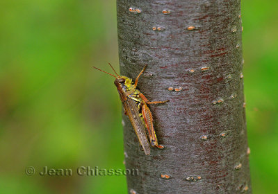 ( Grasshopper ) Sauterelle insecte orthoptre