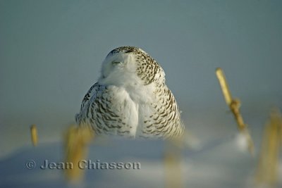 Harfang des Neiges (Snowy Owl