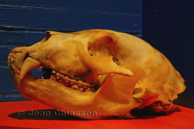 Loup fossile préhistorique