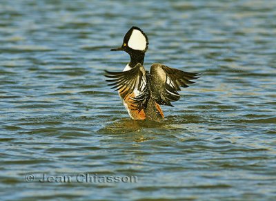 Harle couronné ( Hooded Merganser ) 1 of 3