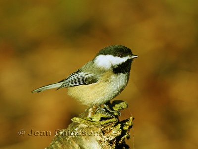 Mésange - Chickadee