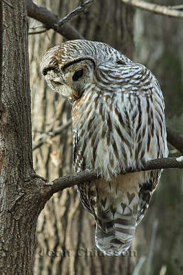 Chouette Raye (Barred Owl