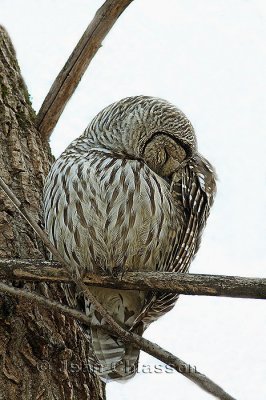 Chouette Raye  (Barred Owl )