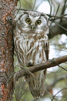 Nyctale de Tengmalm   ( Boreal Owl  ) Elle est haute d'environ 25 CM