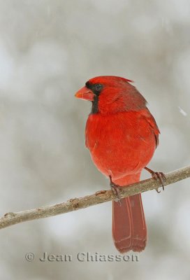 Cardinal rouge Northern Cardinal