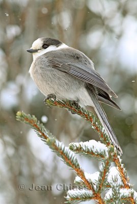 Mésangeai du Canada - Gray Jay 2 of 3