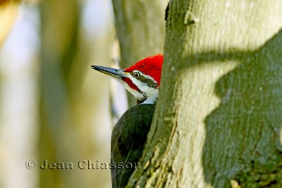 Grand Pic  ( Pileated Woodpecker )