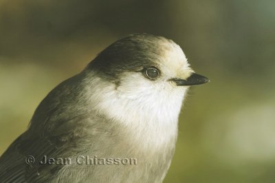 Msangeai du Canada - Gray Jay