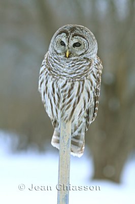 Chouette Raye  (Barred Owl ) 