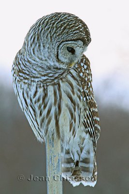 ( Full-frame ) Chouette Raye  (Barred Owl )  