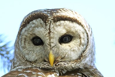  Full-frame ) Chouette Raye  (Barred Owl )