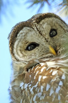  Full-frame ) Chouette Raye  (Barred Owl 
