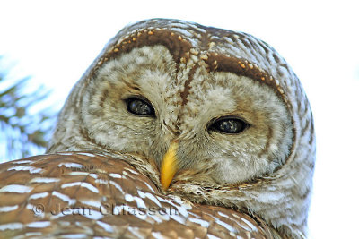  Full-frame ) Chouette Raye  (Barred Owl )