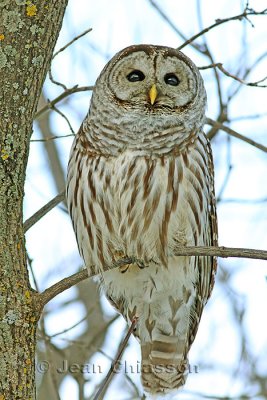 Chouette Raye  (Barred Owl )