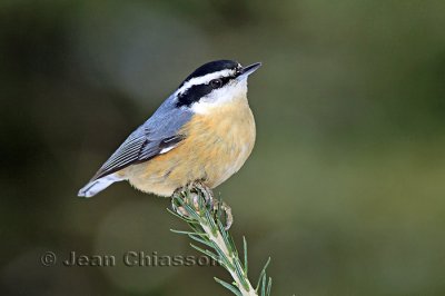 Sittelle  Poitrine rousse ( Red-breasted Nuthatch )