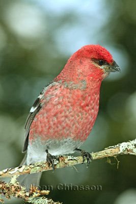 Durbec des sapins - Pine Grosbeak ( Male )