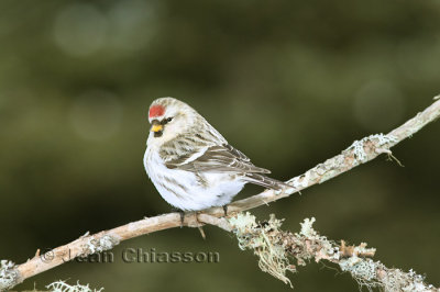 Sizerin Blanchtre ( Hoary Redpoll )