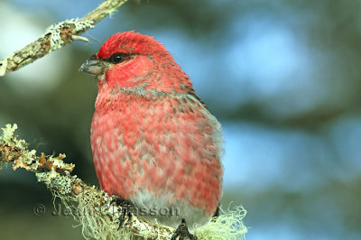 Durbec des sapins - Pine Grosbeak ( Male )