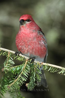 Durbec des sapins - Pine Grosbeak