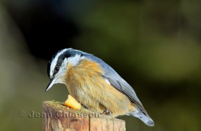Sittelle  Poitrine rousse ( Red-breasted Nuthatch )