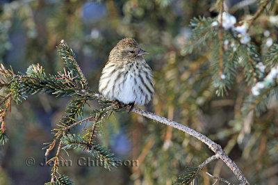 Tarin des Pins  ( Pine Siskin )