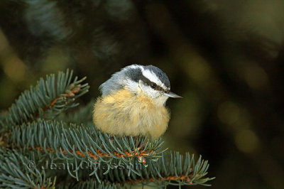 Sittelle  Poitrine rousse ( Red-breasted Nuthatch )