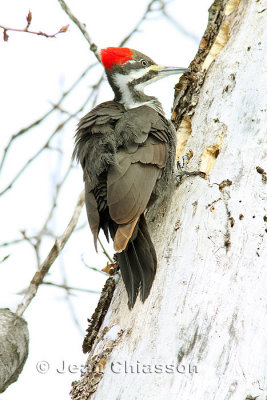  Grand Pic 41-50 cm  ( Pileated Woodpecker )