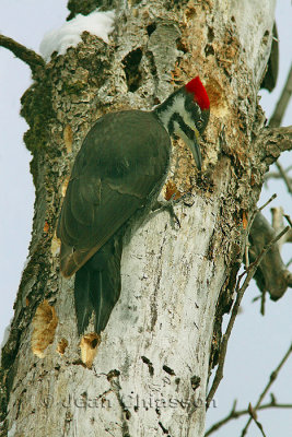  Grand Pic 41-50 cm    ( Pileated Woodpecker )