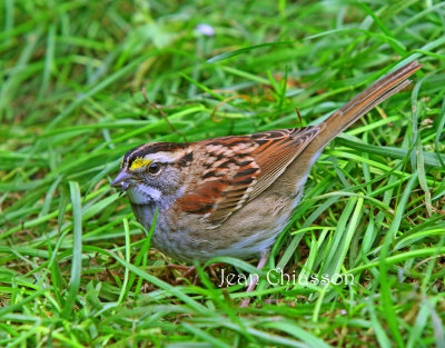 Bruant  gorge blanche ( White-throated Sparrow