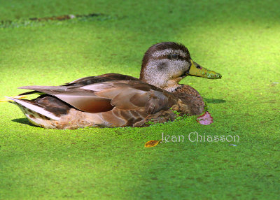 Canard Colverts ( Mallard )