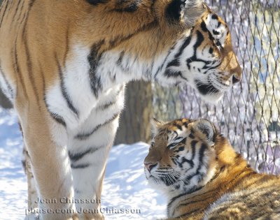 Tigre ( Panthera Tigris ( ZOO Granby )