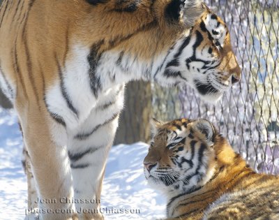 Tigre ( Panthera Tigris ( ZOO  Granby )