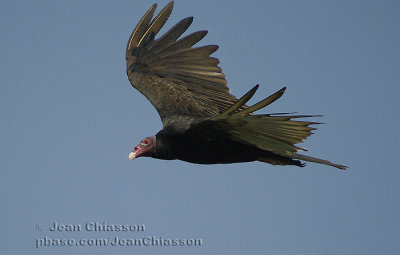 Urubu  tte rouge - Turkey Vulture