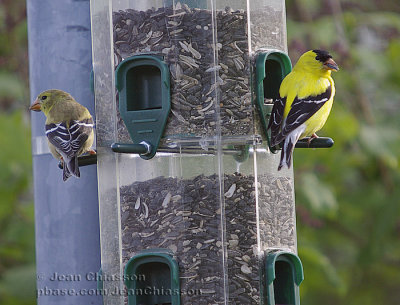 Chardonneret jaune ( American Goldfinch