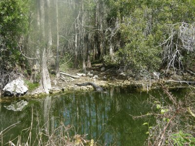 Clyde Butcher's swamp on the Tamiami Trail.JPG