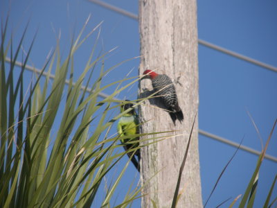 Wildlife right there on Madeira Beach.JPG